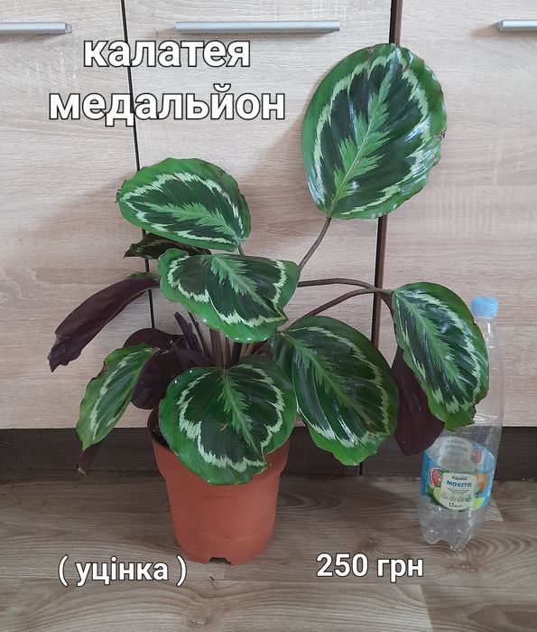 Спатифілум, стреліція, калатея, драцена, монстеоа, хомаломена