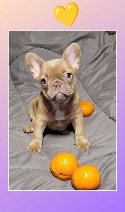 Шоколадний французик мальчишка!