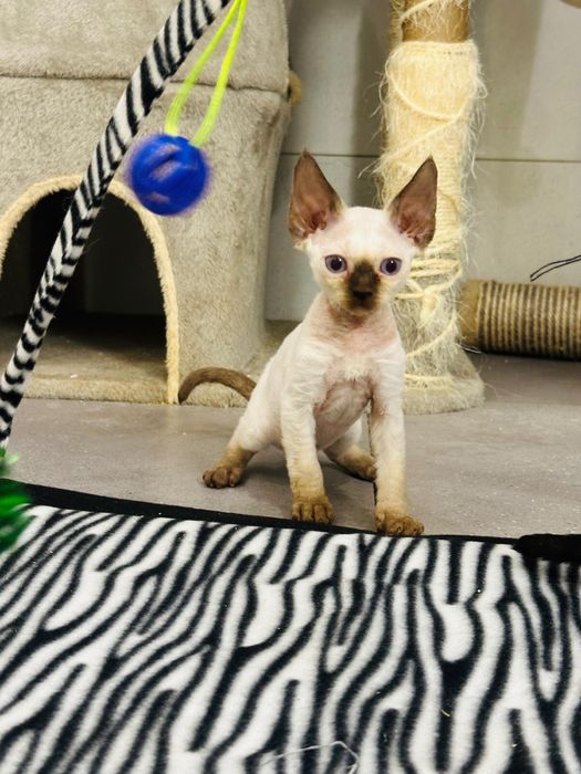 Niebieskooki kocurek Devon Rex  (chocolate point)