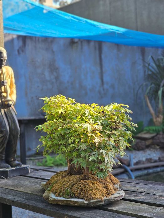 Bonsai floresta acer yamamomiji
