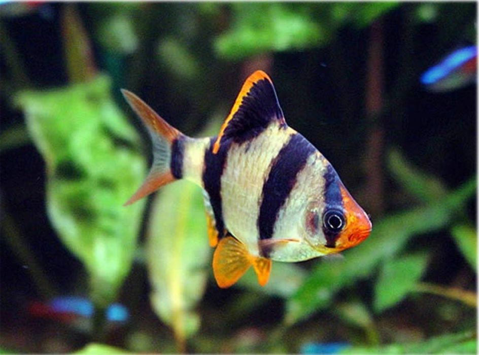 Рибки в акваріум Даніо Тернеція  Барбус Glo Fish ОПТ
