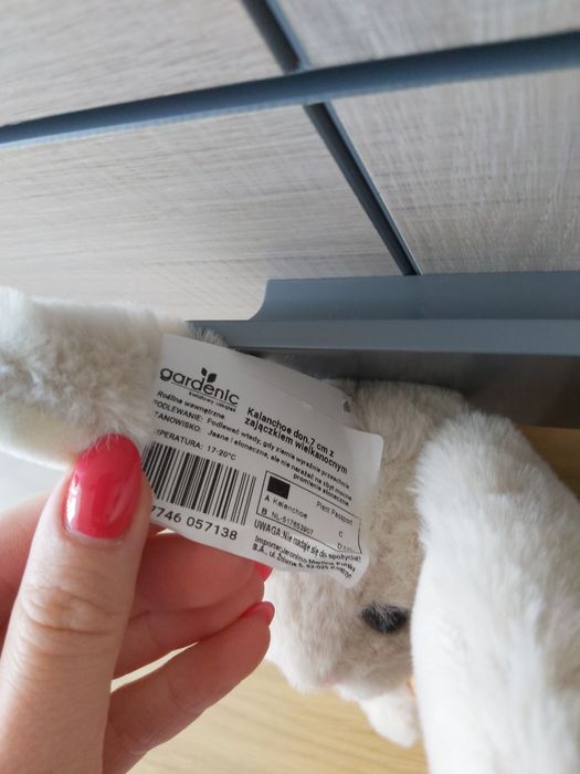 Doniczka z zajaczkiem wielkanocnym gardenic