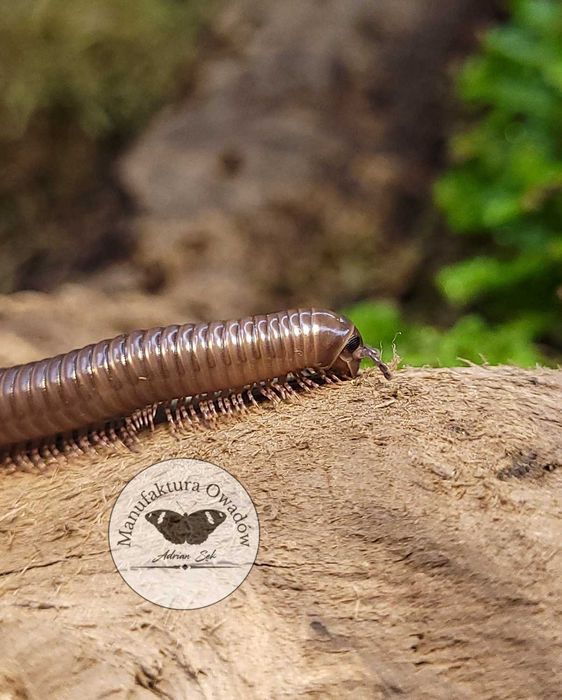 Telodeinopus aoutii - krocionóg kenijski, Krocionogi Wije