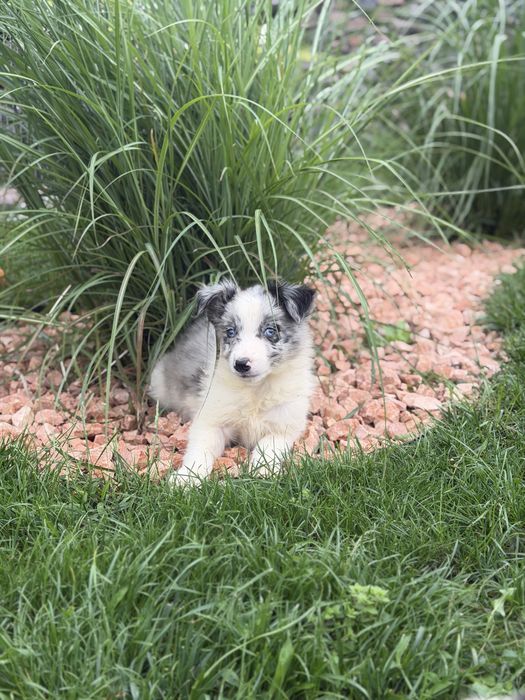 Border collie blue merle  piesek