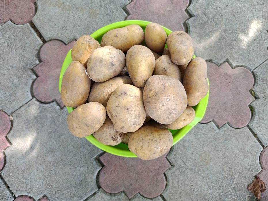 Продається картопля.