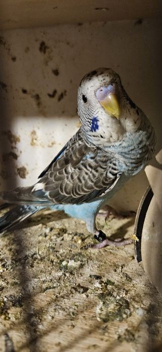 Papuga papugi faliste blackwings samiec