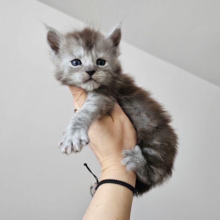 Kociaki   Maine coon rodowód Fpl