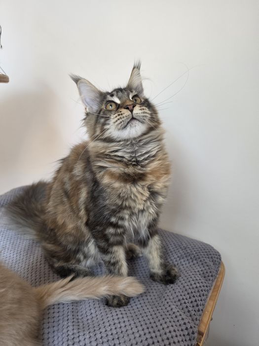 Koteczka Maine coon