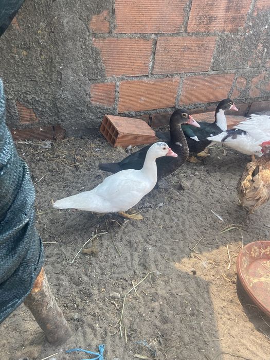 Patos bravos patos mudos e patos de criacao