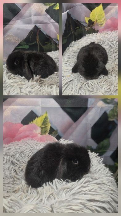 Karzełki Mini Lopki