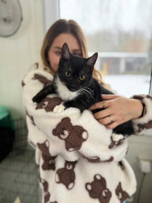 Młodziutka Lolli szuka domu