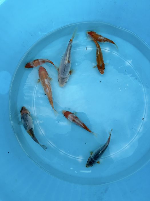 Carpa koi criação 2024