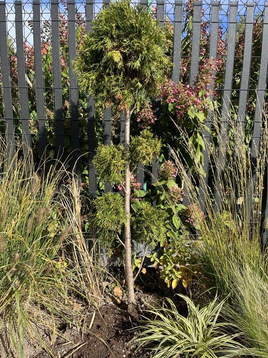 Bonzai thuja formowana piekny okaz