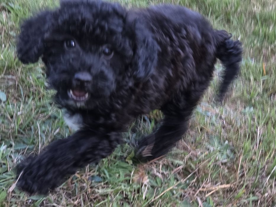 Szczenię maltipoo z metryką