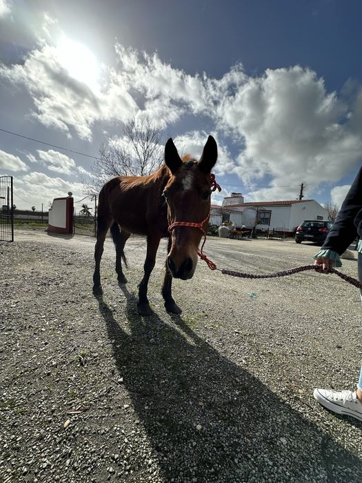 Cavalo Capado Proprio para Crianças