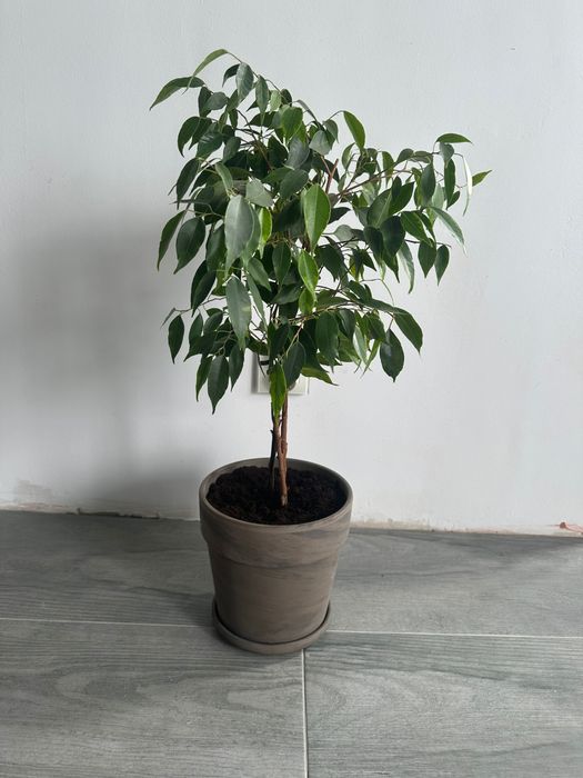 Fikus Benjamin ok 65cm z donicą glinianą