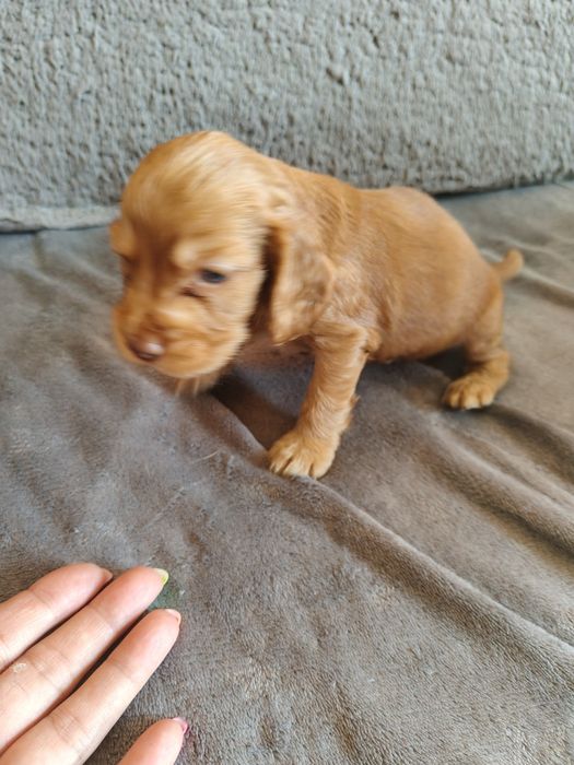 Cocker spaniel angielski suczka