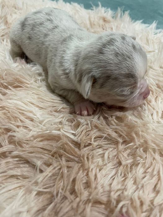 Chihuahua  macho Lilac Merle