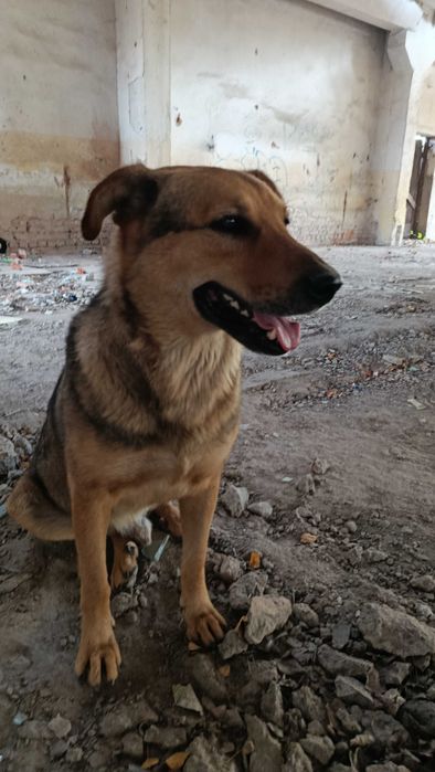 Пес шукає родину