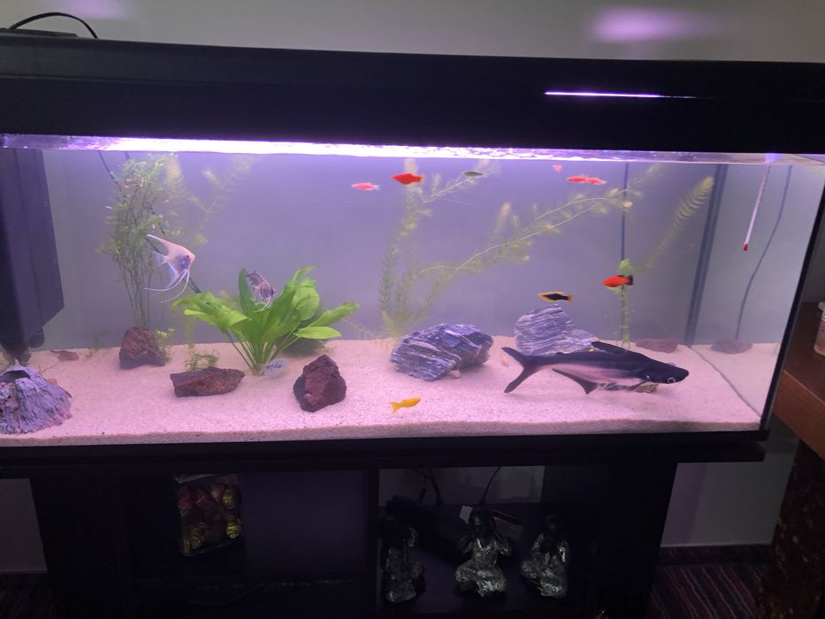 Aquario 240L, 120x50x40, com filtro fluval 307, termostato e movel