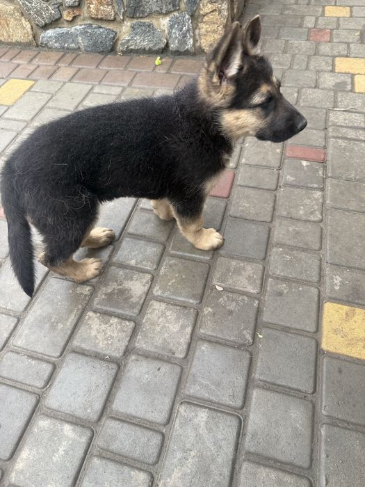Цуценя німецькоі овчарки