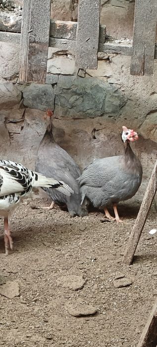 Fracas / galinha Angola