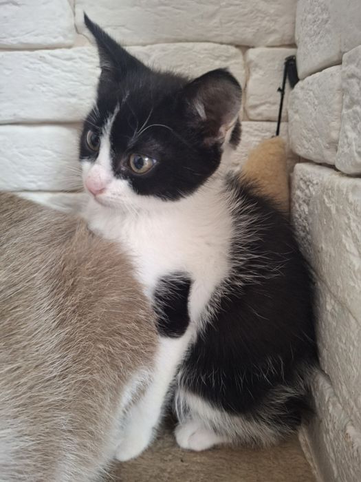 Котик Лео 2 міс.