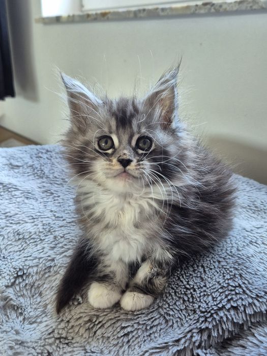 Piękna kotka Maine coon