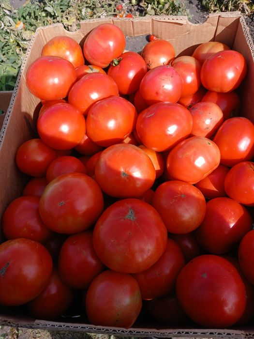 продам помидор асвон