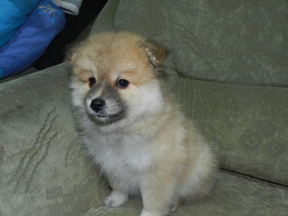 Красивый щенок  померанского шпица