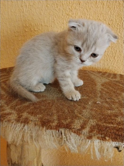 Продам шотландського котіка