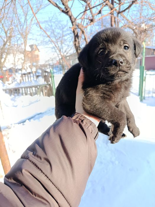 Віддам в хороші руки цуценя метіс лабрадора