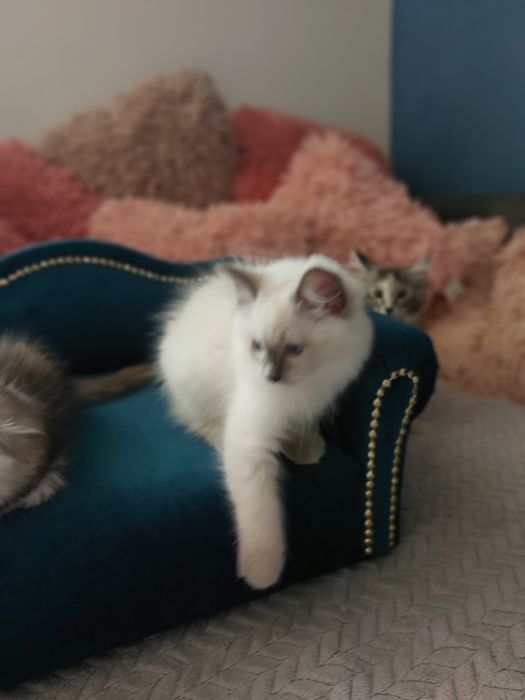 Kotka  Hesia Ragdoll FPL/ FIFE .