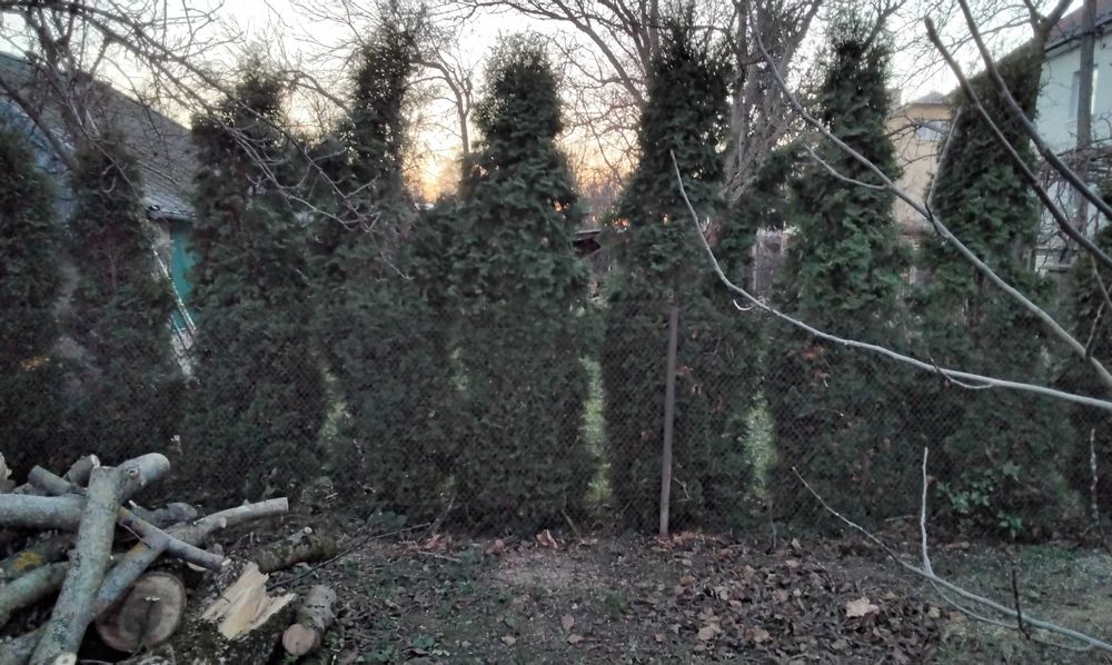 Туї дорослі самовивіз