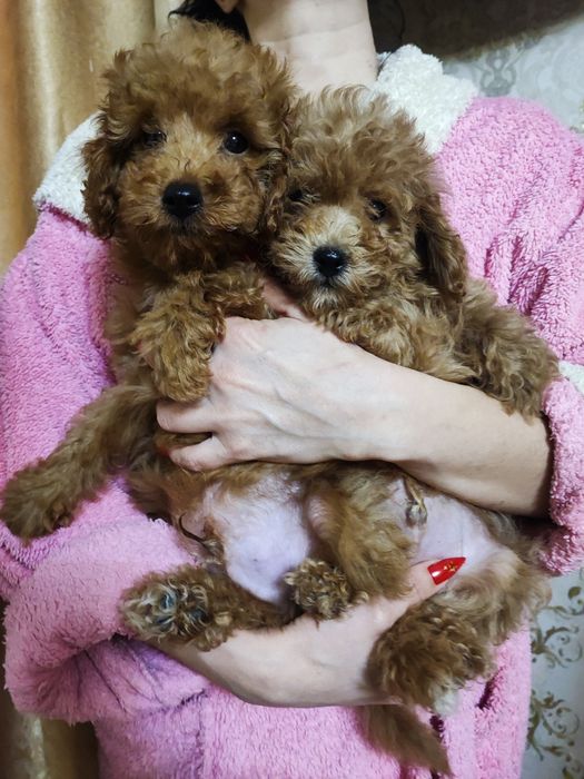 Милые мальчики пуделя в поисках дома