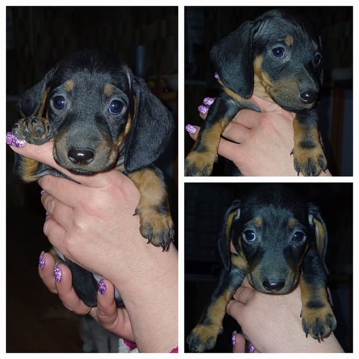 Продам щенков ТАКСА  остался 1 МАЛЬЧИК