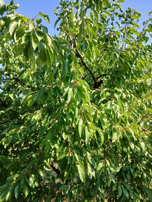 Продам дачу на правом берегу