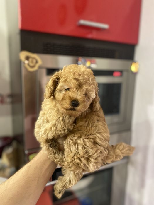 Мальтіпу гарна дівчинка