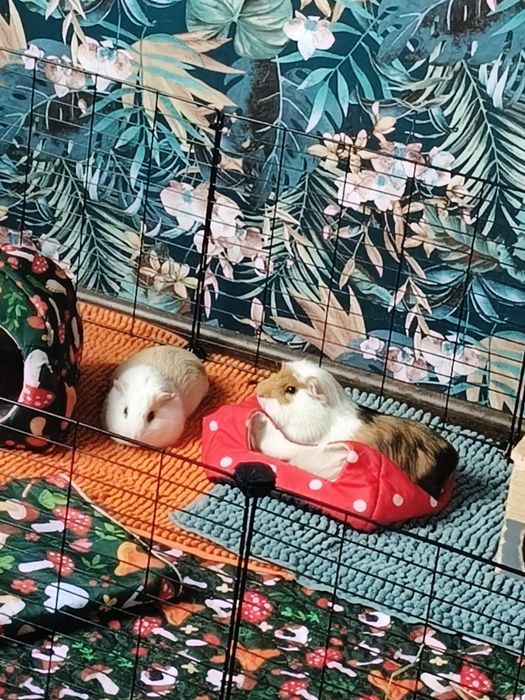 Świnki morskie + klatka + domek + jedzenie