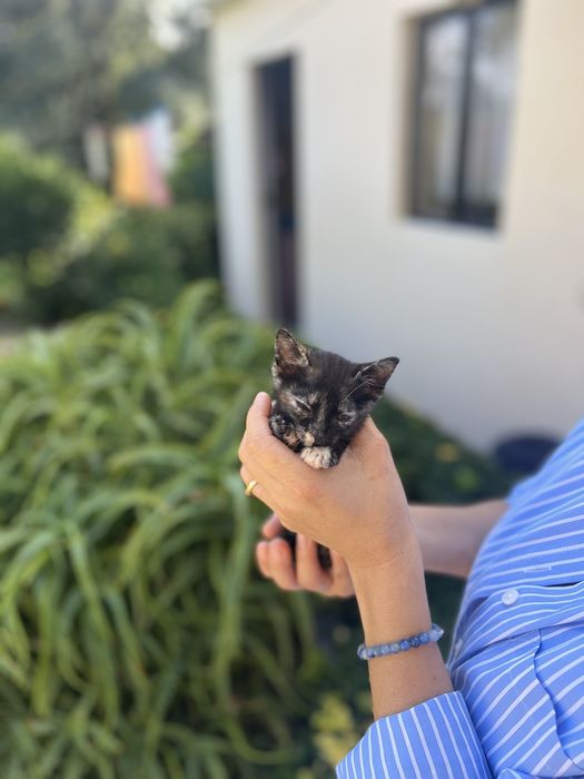 Gatinha para adopcao responsavel