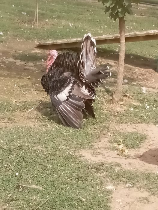 Peru adulto     .