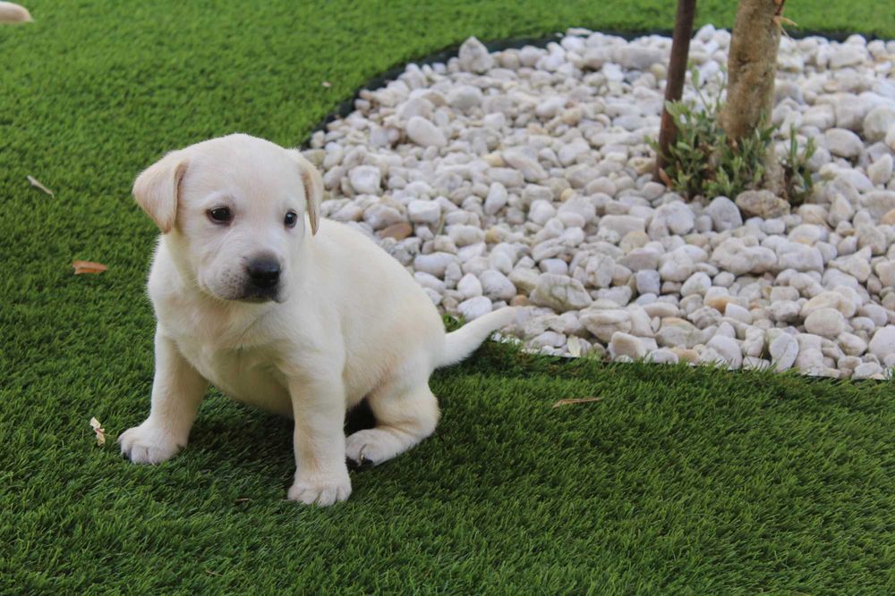 Labrador Retriever