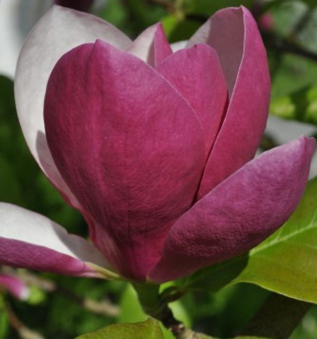 Магнолія Суланжа Джені Сенсація Альба Нігра Дафні Вулкан Енн Рустіка