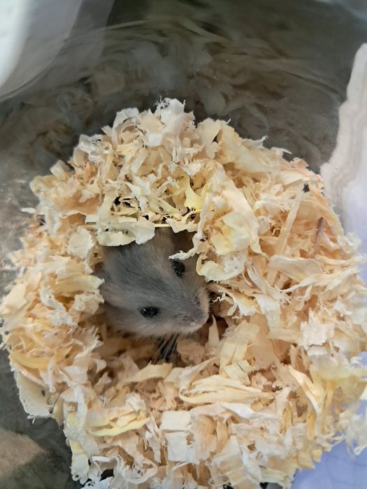 Отдам джунгарика ( девочка)