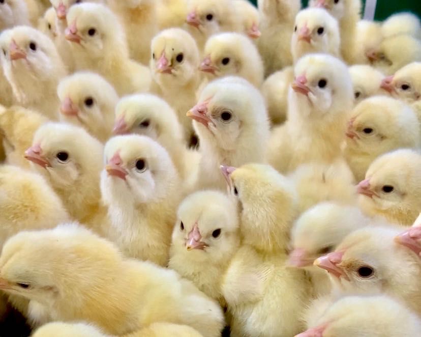 Продам оптом курчата бройлера, триколор, геркулес, домінант,гуси,качки