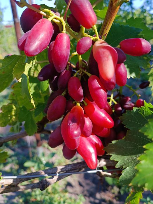 Продам виноград. домашний без химии. привезу домой.