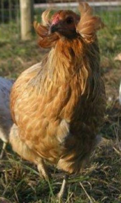 Kura kury aracuany naturalne ekologiczne araucany pisklaki araucany ku