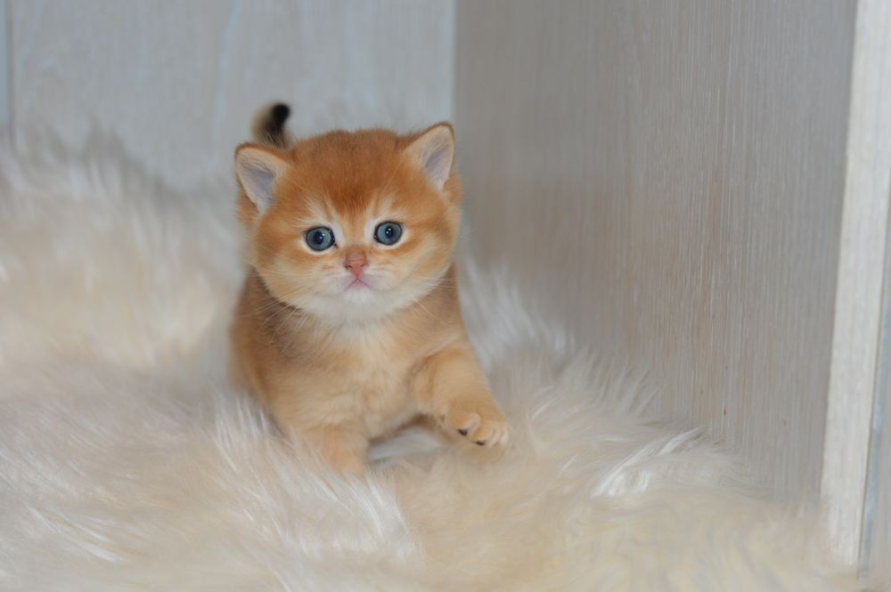 Шикарні котятка шотландці