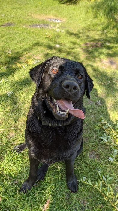 Вязка лабрадора (кобель)