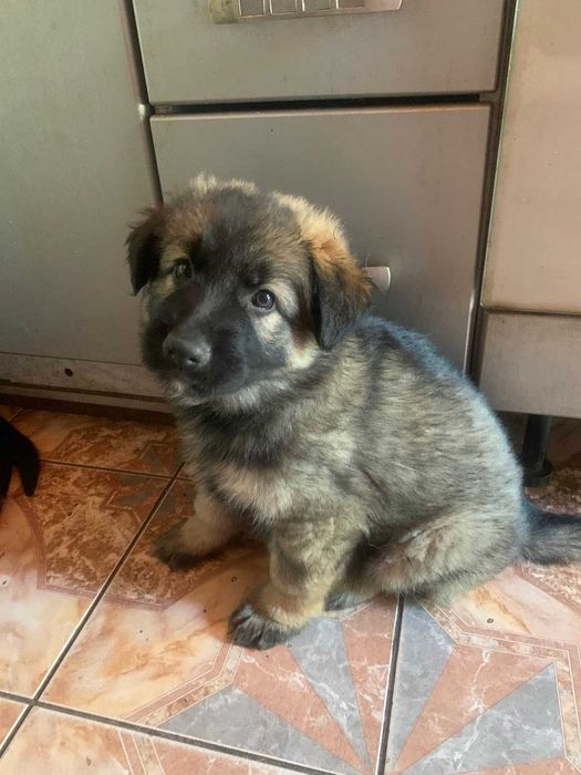 Цуценята Німецької вівчарки